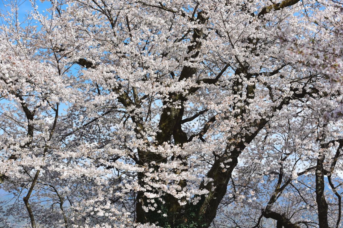 南信州の桜旅　高森南小学校